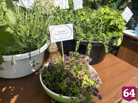 Саратовцам в День эколога дарили букеты из лекарственных трав 